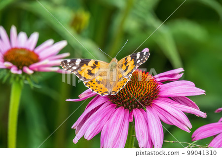 Beautiful butterfly painted lady or Vanessa cardui sitting on purple Echinacea flower in the summer. Close up. Macro. Beautiful butterfly painted lady or Vanessa cardui sitting on purple Echinacea flower in the summer. Close up. Macro. 99041310