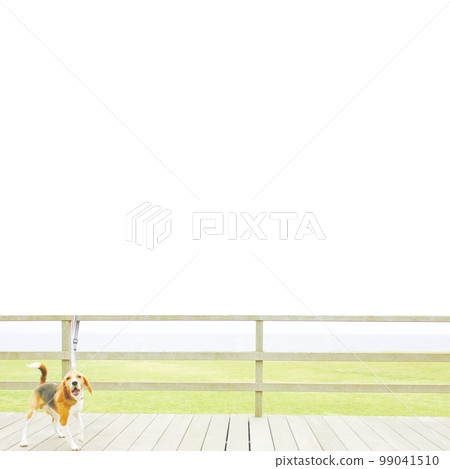 Beagle dog resting in the park Beagle dog resting in the park 99041510