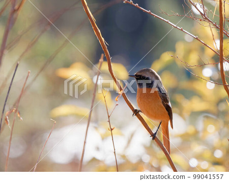 Kotobuki Kotobuki 99041557