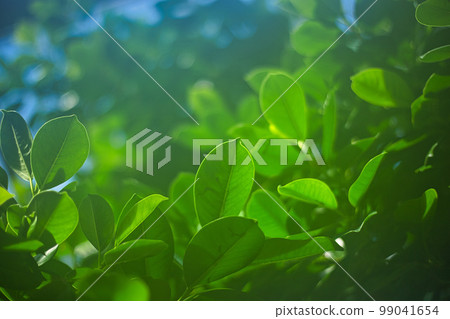 Manyo chrysanthemum garden 99041654