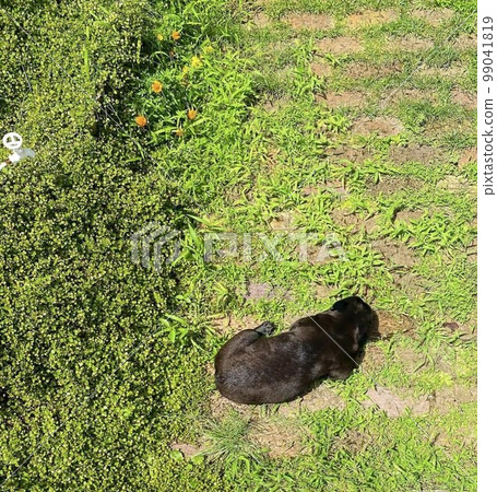 Greenery, Dogs, Napping and Greenery, Dogs, Napping and 99041819