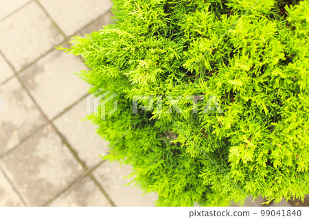 Green thuja tree branches texture background, tui tree and outdoor tiles. Cypress cedar thuja arborvitae conifer tree branch. Green thuja tree branches texture background, tui tree and outdoor tiles. Cypress cedar thuja arborvitae conifer tree branch. 99041840