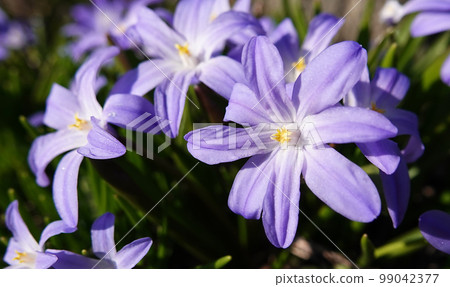 Chionodox Lucilia Flowers - Scilla Luciliae - blue and delicate flowers Chionodox Lucilia Flowers - Scilla Luciliae - blue and delicate flowers 99042377