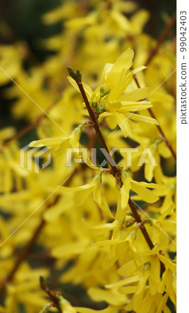 Flowers in early spring shrub Forsythia medium Flowers in early spring shrub Forsythia medium 99042403
