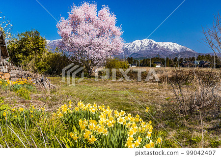 [Niigata Prefecture/Sado] Early Spring April 99042407