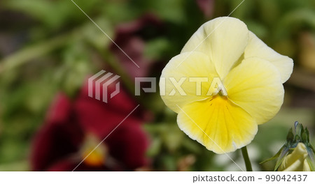Flowers Violet Field or Wild Pansy (Heartsease) close-up beautiful and delicate Flowers Violet Field or Wild Pansy (Heartsease) close-up beautiful and delicate 99042437