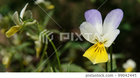 Flowers Field Violet or Wild Pansy (Heartsease) herbaceous plant close-up beautiful and delicate Violet family Flowers Field Violet or Wild Pansy (Heartsease) herbaceous plant close-up beautiful and delicate Violet family 99042445