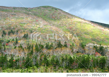 Autumn leaves on the hillside of Shiretoko Odan Road Autumn leaves on the hillside of Shiretoko Odan Road 99042777