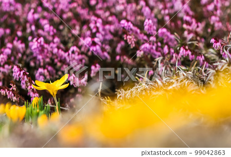 Yellow crocus on purple background of spring garden flowers on a sunny day Yellow crocus on purple background of spring garden flowers on a sunny day 99042863