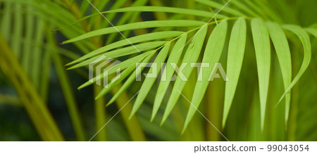 Natural forest plant green leaf in tropical climate. Creative layout made with tropical plants 99043054