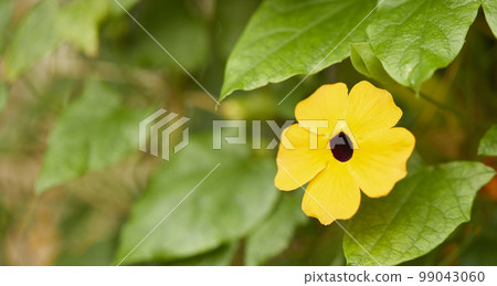 Natural forest plant green leaf in tropical climate. Creative layout made with tropical plants Natural forest plant green leaf in tropical climate. Creative layout made with tropical plants 99043060