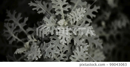 Natural forest plant green leaf in tropical climate. Creative layout made with tropical plants 99043063