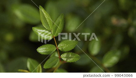 Natural forest plant green leaf in tropical climate. Creative layout made with tropical plants 99043066
