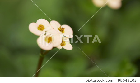 Natural forest plant green leaf in tropical climate. Creative layout made with tropical plants 99043102