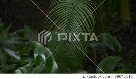 Natural forest plant green leaf in tropical climate. Creative layout made with tropical plants 99043116