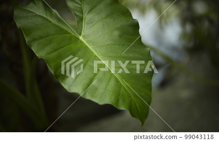 Natural forest plant green leaf in tropical climate. Creative layout made with tropical plants 99043118