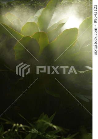 Natural forest plant green leaf in tropical climate. Creative layout made with tropical plants 99043122