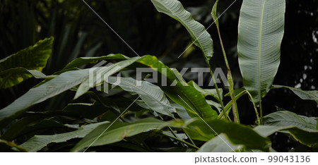 Natural forest plant green leaf in tropical climate. Creative layout made with tropical plants 99043136