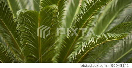 Natural forest plant green leaf in tropical climate. Creative layout made with tropical plants Natural forest plant green leaf in tropical climate. Creative layout made with tropical plants 99043141