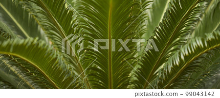 Natural forest plant green leaf in tropical climate. Creative layout made with tropical plants 99043142