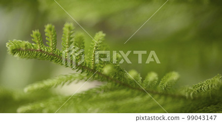 Natural forest plant green leaf in tropical climate. Creative layout made with tropical plants 99043147
