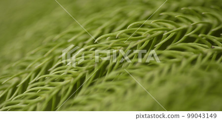 Natural forest plant green leaf in tropical climate. Creative layout made with tropical plants 99043149