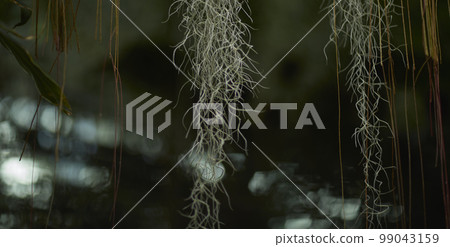 Natural forest plant green leaf in tropical climate. Creative layout made of tropical plants. 99043159