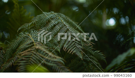 熱帶氣候中的天然森林植物綠葉。由熱帶植物製成的創意佈局。 99043160