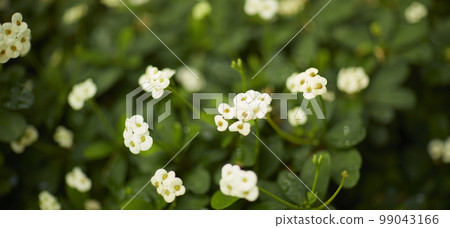 Natural forest plant green leaf in tropical climate. Creative layout made of tropical plants. 99043166