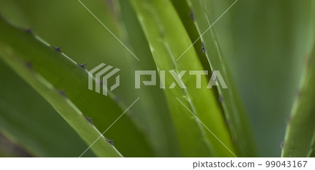 Natural forest plant green leaf in tropical climate. Creative layout made of tropical plants. 99043167
