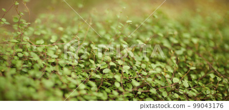 Natural forest plant green leaf in tropical climate. Creative layout made of tropical plants. Natural forest plant green leaf in tropical climate. Creative layout made of tropical plants. 99043176