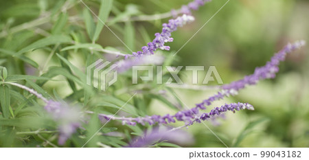 Natural forest plant green leaf in tropical climate. Creative layout made of tropical plants. Natural forest plant green leaf in tropical climate. Creative layout made of tropical plants. 99043182