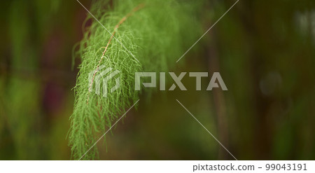 Natural forest plant green leaf in tropical climate. Creative layout made of tropical plants. Natural forest plant green leaf in tropical climate. Creative layout made of tropical plants. 99043191