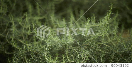 熱帶氣候中的天然森林植物綠葉。由熱帶植物製成的創意佈局。 熱帶氣候中的天然森林植物綠葉。由熱帶植物製成的創意佈局。 99043192