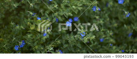 Natural forest plant green leaf in tropical climate. Creative layout made of tropical plants. 99043193