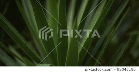 Natural forest plant green leaf in tropical climate. Creative layout made of tropical plants. Natural forest plant green leaf in tropical climate. Creative layout made of tropical plants. 99043196