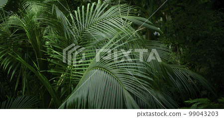 Natural forest plant green leaf in tropical climate. Creative layout made of tropical plants. Natural forest plant green leaf in tropical climate. Creative layout made of tropical plants. 99043203