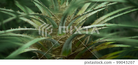 Natural forest plant green leaf in tropical climate. Creative layout made of tropical plants. Natural forest plant green leaf in tropical climate. Creative layout made of tropical plants. 99043207