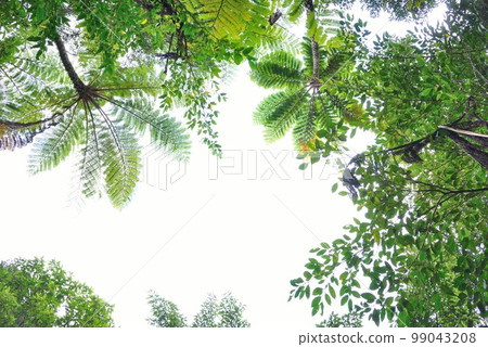 Amami Oshima Fresh greenery and Hikagehego early summer image Amami Oshima Fresh greenery and Hikagehego early summer image 99043208