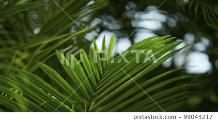 熱帶氣候中的天然森林植物綠葉。由熱帶植物製成的創意佈局。 99043217