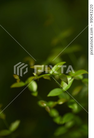 Natural forest plant green leaf in tropical climate. Creative layout made of tropical plants. Natural forest plant green leaf in tropical climate. Creative layout made of tropical plants. 99043220