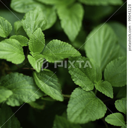 Natural forest plant green leaf in tropical climate. Creative layout made of tropical plants. 99043228
