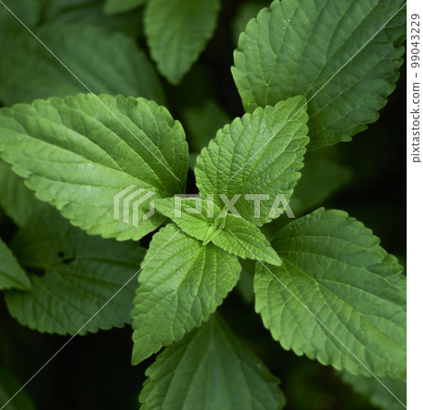 Natural forest plant green leaf in tropical climate. Creative layout made of tropical plants. 99043229