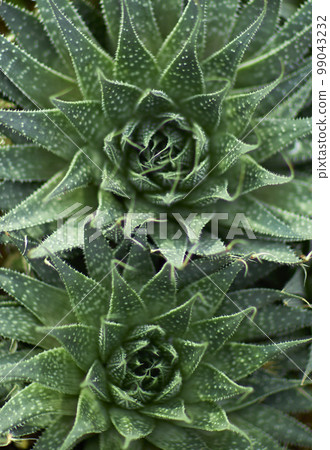 Natural forest plant green leaf in tropical climate. Creative layout made of tropical plants. Natural forest plant green leaf in tropical climate. Creative layout made of tropical plants. 99043232