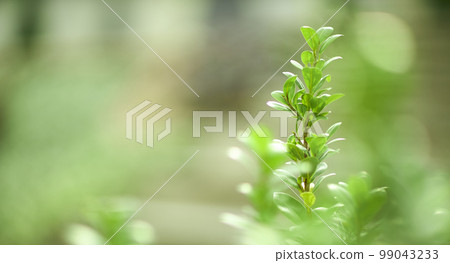 Natural forest plant green leaf in tropical climate. Creative layout made of tropical plants. 99043233