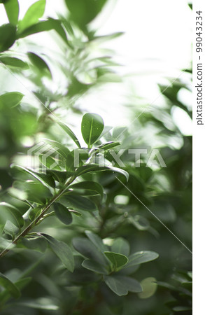 Natural forest plant green leaf in tropical climate. Creative layout made of tropical plants. 99043234