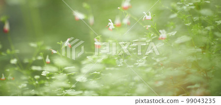 Natural forest plant green leaf in tropical climate. Creative layout made of tropical plants. 99043235