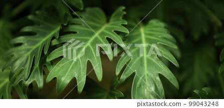 熱帶氣候中的天然森林植物綠葉。由熱帶植物製成的創意佈局。 熱帶氣候中的天然森林植物綠葉。由熱帶植物製成的創意佈局。 99043248
