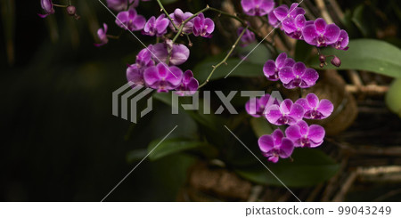 Natural forest plant green leaf in tropical climate. Creative layout made of tropical plants. Natural forest plant green leaf in tropical climate. Creative layout made of tropical plants. 99043249