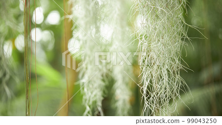 熱帶氣候中的天然森林植物綠葉。由熱帶植物製成的創意佈局。 熱帶氣候中的天然森林植物綠葉。由熱帶植物製成的創意佈局。 99043250